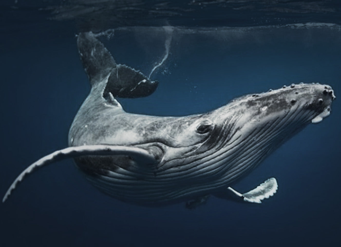 HIDIZS_MP143_Ocean_and_Whale_Imagery_in_Exterior_Design.jpg